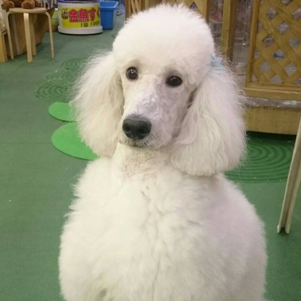 杉下右京 作務衣 ブランド