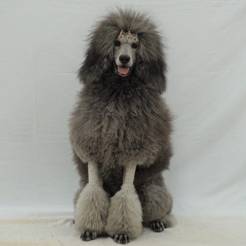 杉下右京 作務衣 ブランド