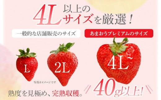 博多あまおうプレミアム　違い　販売店